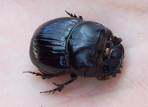 Réf. 216 717 : Copris lunaris
