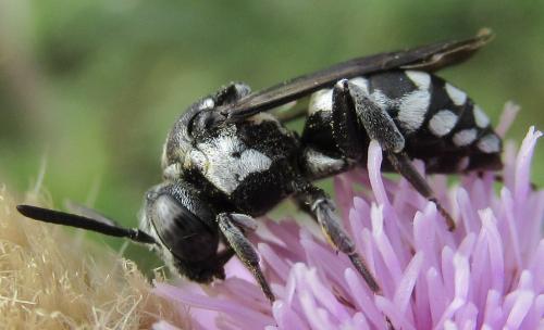 Réf. 216 005 : Epeolus fallax