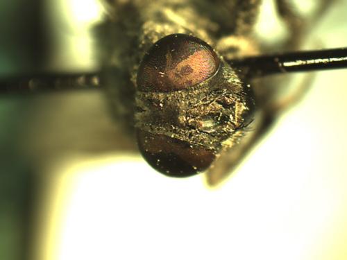 Réf. 216 372 : Protocalliphora sp.