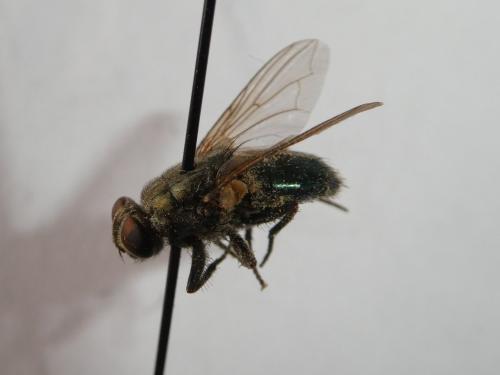Réf. 216 371 : Protocalliphora sp.