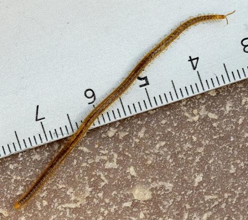 Henia vesuviana
