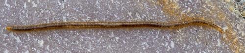 Henia vesuviana