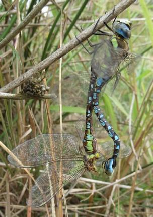 Aeshna mixta