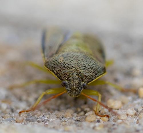 Piezodorus lituratus