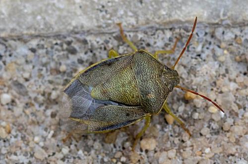 Piezodorus lituratus