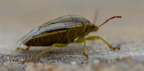 Piezodorus lituratus