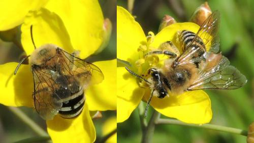 Colletes sp.