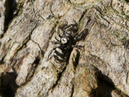 Réf. 216 333 : Salticus scenicus