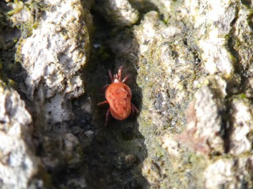 Réf. 216 349 : Allothrombium sp.