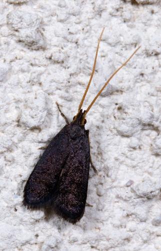 Réf. 216 271 : Lecithocera nigrana