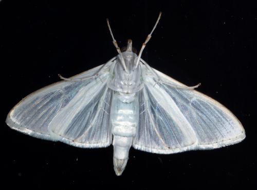 Palpita vitrealis