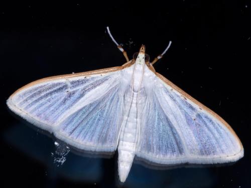 Palpita vitrealis