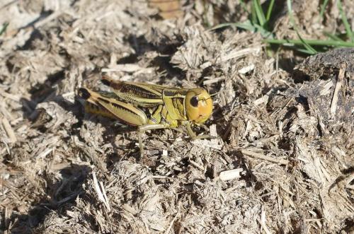 Réf. 216 329 : Arcyptera fusca