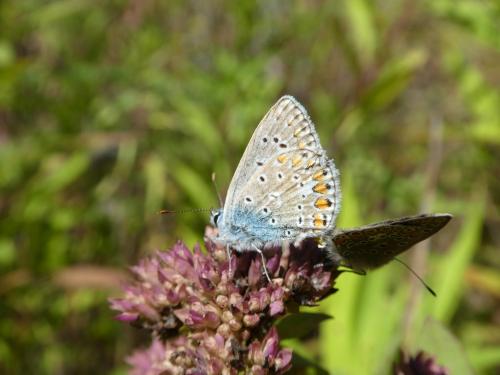Polyommatus icarus