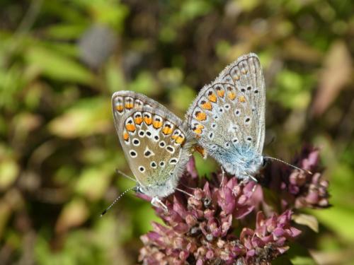 Polyommatus icarus