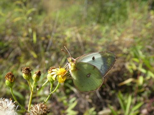 Colias sp.
