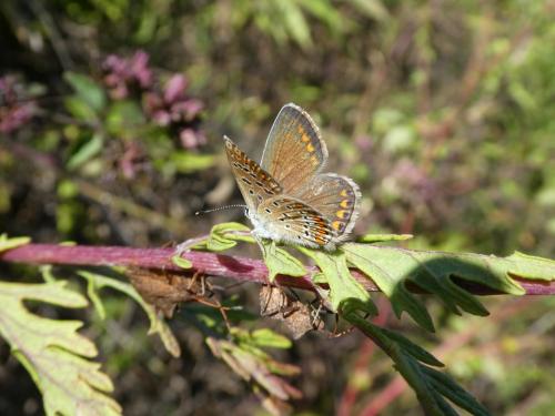 Polyommatus icarus