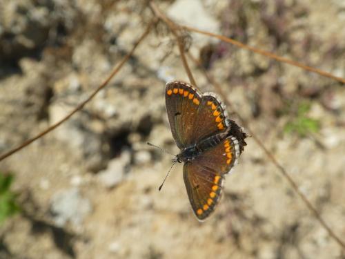 Réf. 216 252 : Aricia agestis