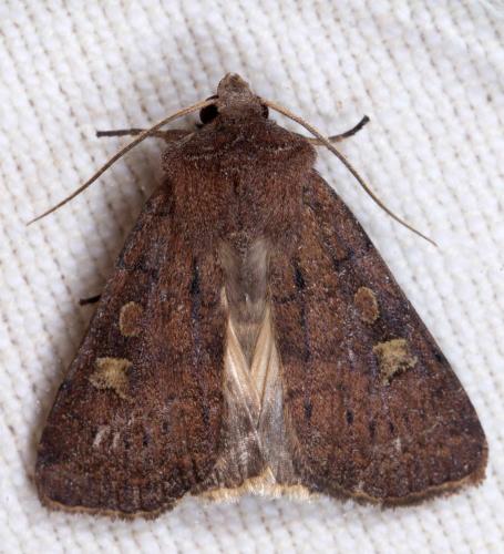 Réf. 216 084 : Xestia xanthographa