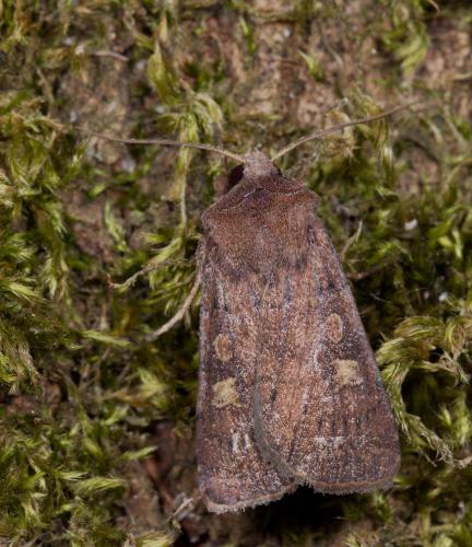 Réf. 216 085 : Xestia xanthographa