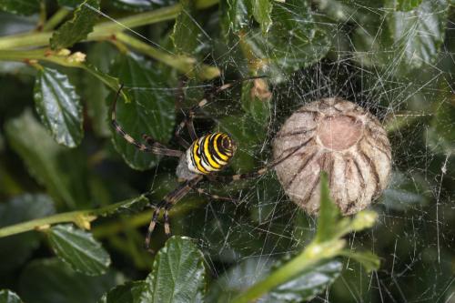 Argiope bruennichi