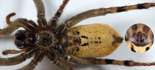 Hogna radiata