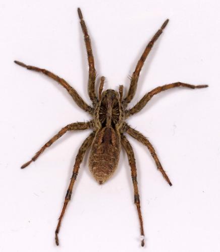 Réf. 216 090 : Hogna radiata