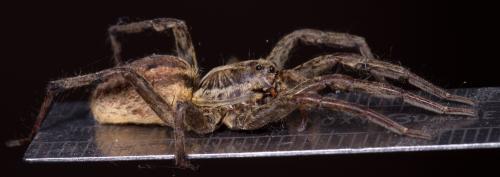 Hogna radiata