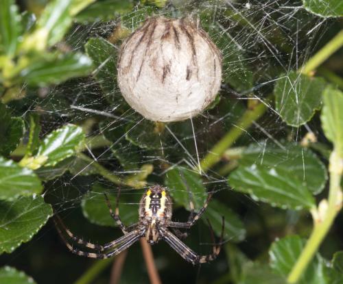 Argiope bruennichi