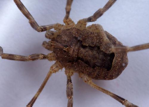 Odiellus spinosus