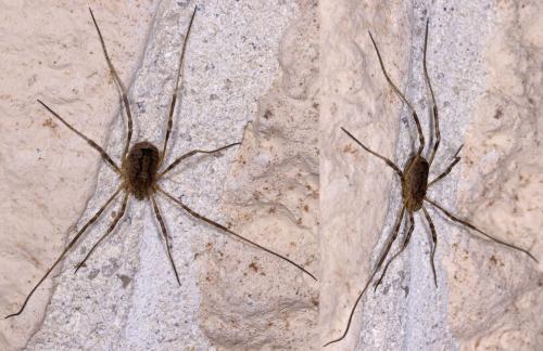 Odiellus spinosus