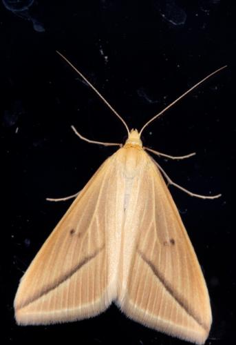 Réf. 216 635 : Rhodometra sacraria