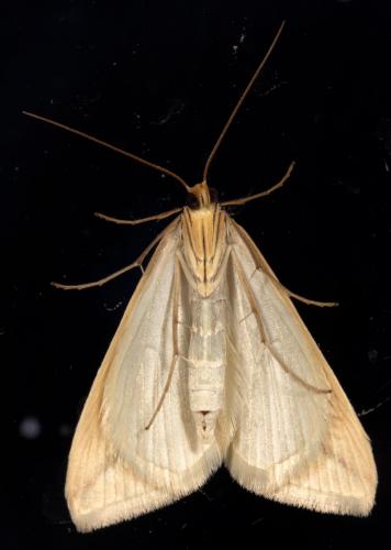 Rhodometra sacraria