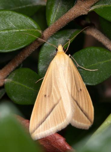 Rhodometra sacraria