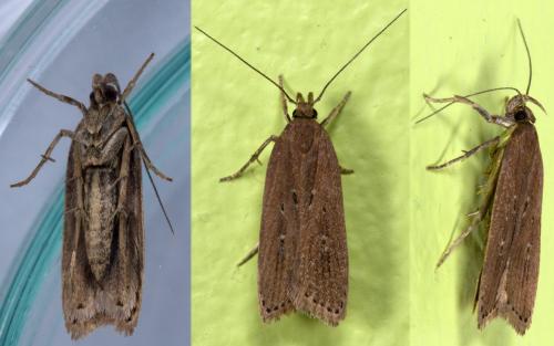 Réf. 216 746 : Helcystogramma triannulella