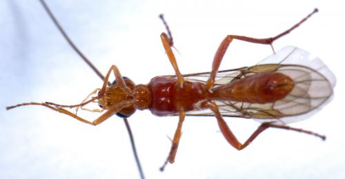 Homolobus sp.