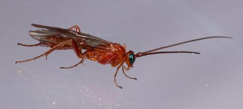 Homolobus sp.