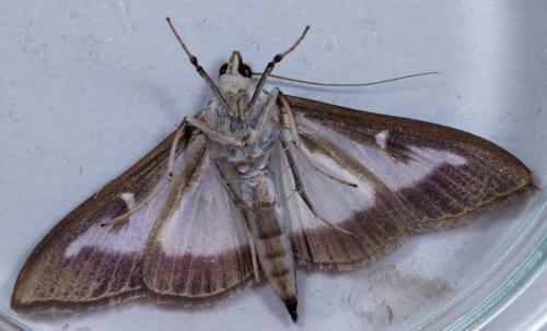 Cydalima perspectalis