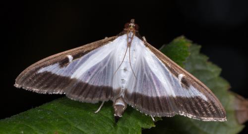 Réf. 216 806 : Cydalima perspectalis