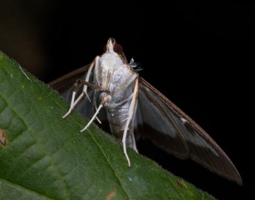 Cydalima perspectalis
