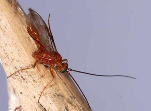 Homolobus sp.