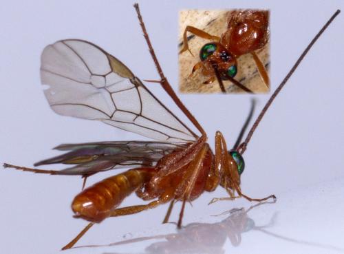 Homolobus sp.