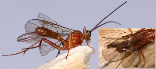 Homolobus sp.