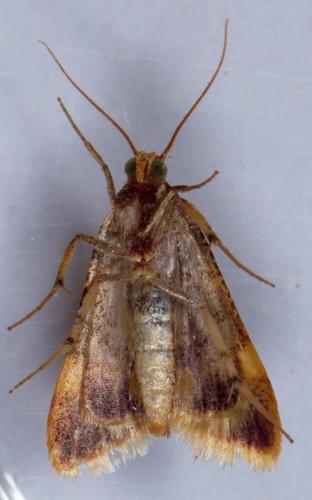 Hypsopygia costalis