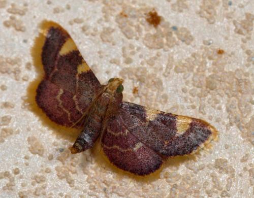Hypsopygia costalis