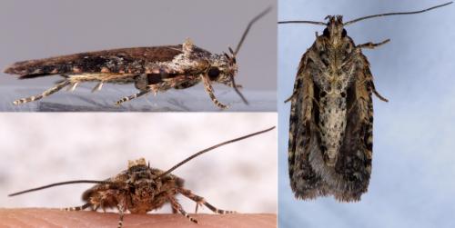 Réf. 216 945 : Agonopterix purpurea
