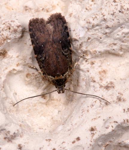 Réf. 216 944 : Agonopterix purpurea