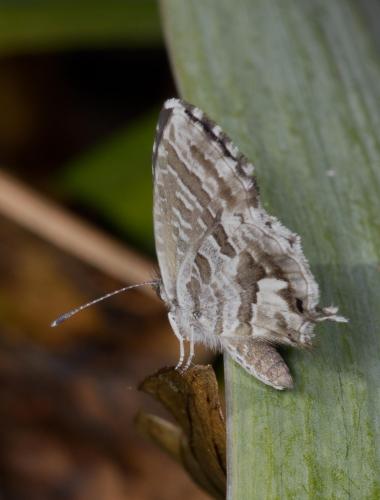 Réf. 216 943 : Cacyreus marshalli