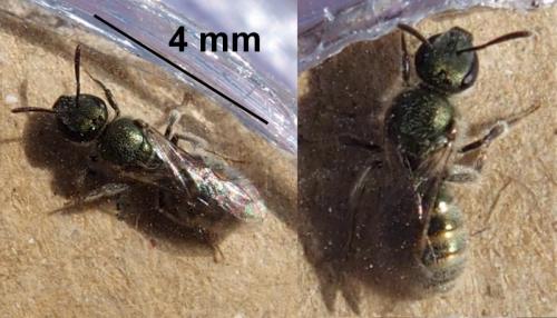 Réf. 216 376 : Lasioglossum sp.