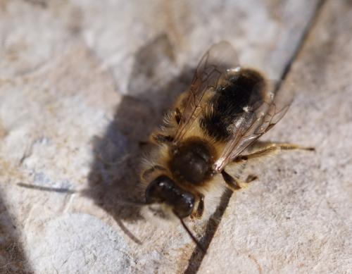 Andrena sp.